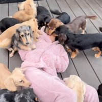 お姉ちゃんに群がる犬