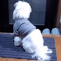 玄関前で飼い主をお出迎えするために座り込む犬