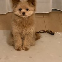 別バージョンの伏せ