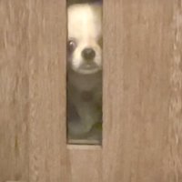 悲しそうに覗き込む犬