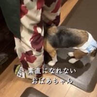 人の足元に寄る犬