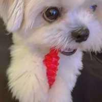 おもちゃで遊ぶ小型犬