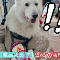 BJ くんに「お風呂入る？」と聞いたら6