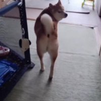 「いや、僕ちょっと予定あんねん」