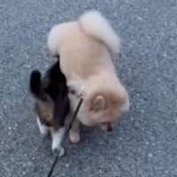 重なる猫と犬