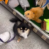うつむく犬