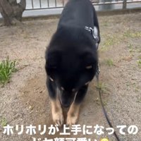地面を掘るめかぶ君