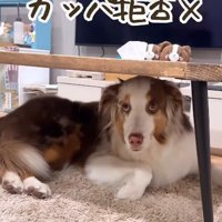 「カッパはお断りします…」