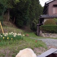 お散歩に同行するように