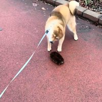 体をブルブルさせるりんちゃん