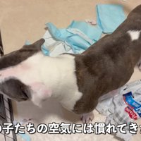 トイレシートをめちゃくちゃに
