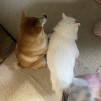 もみじくん、猛烈に成長！