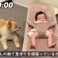 子守りをしているポメくん