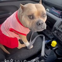 パパを見るリリーちゃん