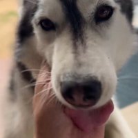 飼い主の手を舐める黒い犬