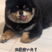 犬に再び「お腹空いた？」と話しかける飼い主