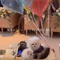 風船と一緒に進む2匹の犬