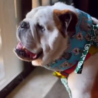 暑がるまめちゃん