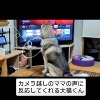 画面を見る犬