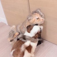赤ちゃん犬と猫のふれあい9