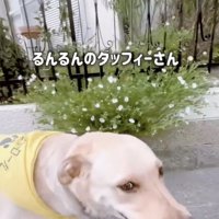 ウッキウキ