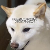 歩いてくる犬