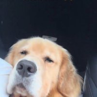 車の中で遠い目をしている犬