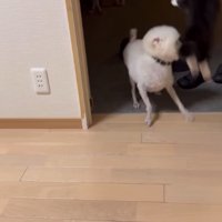 飛び蹴りする猫1