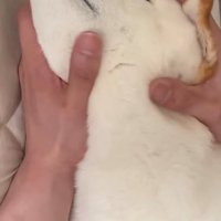 両手で優しく包まれている犬