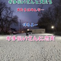 お手伝いさんは犬使い！？