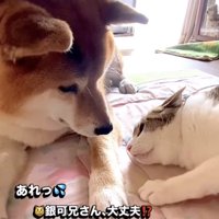 猫をのぞき込む犬