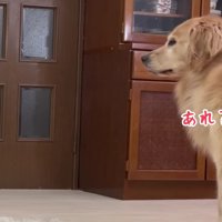 「もしかして帰ってきた？」