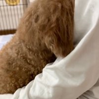 飼い主さんに顔をうずめるチャミィちゃん2