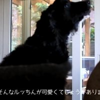 サイレンが鳴った時のルークくん2