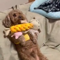 アップの茶々丸くん