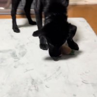 おもちゃで遊ぶ犬
