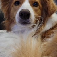 現在のベルちゃん