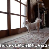 おばあちゃんに挨拶しにきました