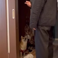 柴犬に話しかける飼い主