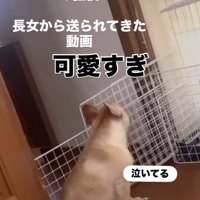 ママさん外出後のこむぎちゃん