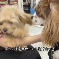 抱っこされた犬を見つめる犬