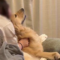 さらに泣きだし、犬の背中に顔を埋める女性