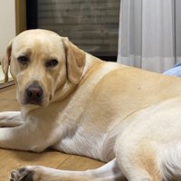 ゴンちゃんは「早く行ってくれ…」という表情