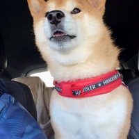 期待に満ちた顔で見つめる犬