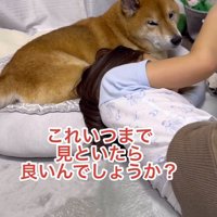 飼い主に視線を送る犬と、犬の隣でゲームをする女の子