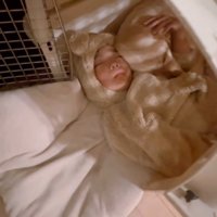 クレートの中で寄り添って眠る犬と男の子