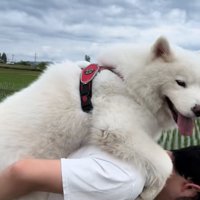 おんぶしてもらう大型犬8
