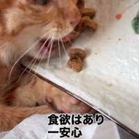 ご飯を食べる子猫