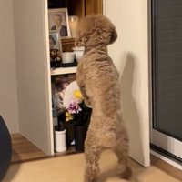 仏壇に向かって後ろ足で立つ犬