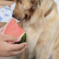 美味しいスイカが目の前にあるのに…！